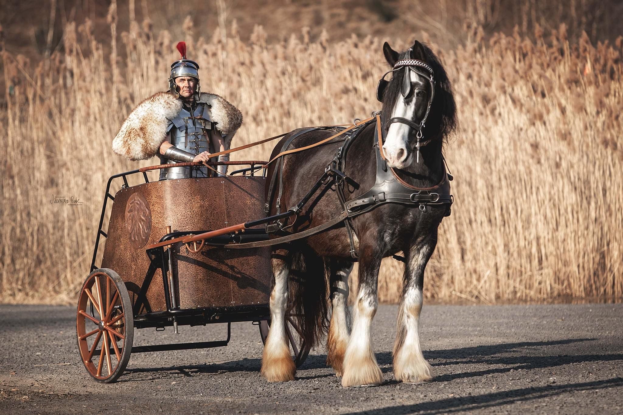 Shire Horse Stute Dörte vor dem Streitwagen